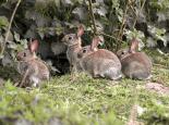 Young rabbits - Bob Coyle
